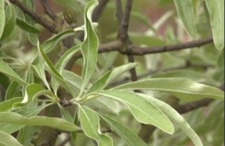 Afbeelding Wilgbladige peer - Haagscherm - Pyrus salicifolia 'Pendula'