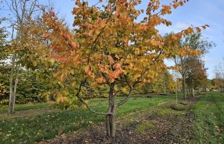 Afbeelding Perzisch IJzerhout 'Bella' - Parrotia persica 'Bella'