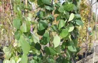 Afbeelding Cercis canadensis 'Lavender Twist' - Cercis canadensis 'Lavender Twist'