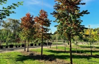 Afbeelding Sierkers - Prunus pensylvanica 'Auburn Splendor'