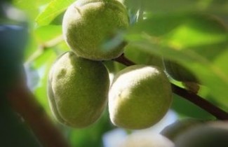 Afbeelding Amandel - Prunus dulcis