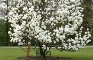 Afbeelding Magnolia 'Alba Superba' - Magnolia soulangeana 'Alba Superba'