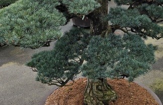 Afbeelding Japanse witte den 'Glauca' - Pinus parviflora 'Glauca'