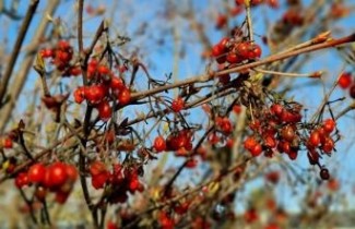 Afbeelding Sneeuwbal 'Aurantiacum' - Viburnum setigerum 'Aurantiacum'