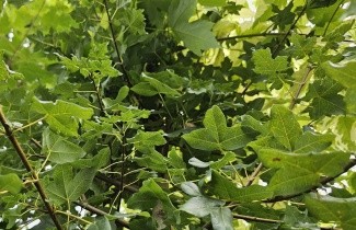 Afbeelding Franse Esdoorn - Acer monspessulanum