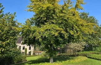 Afbeelding Beuk 'Zlatia' - Fagus sylvatica 'Zlatia'