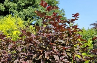 Afbeelding Blaasspiraea 'Lady In Red' - Physocarpus opulifolius 'Lady In Red'