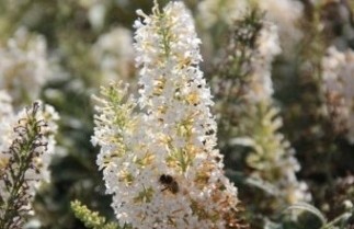 Afbeelding Vlinderstruik 'White Ball' - Buddleja 'White Ball'