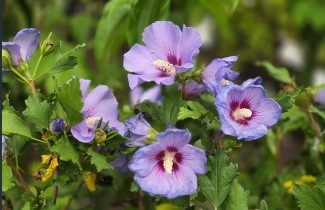 Afbeelding Altheastruik  'Marina' - Hibiscus syriacus 'Marina'