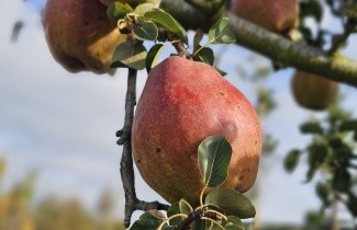 Afbeelding Handpeer 'Doyenne du Comice' - Pyrus communis 'Doyenne du Comice'