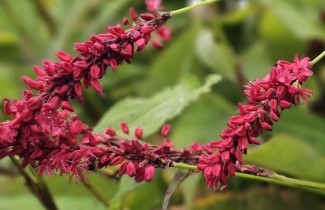 Afbeelding Duizendknoop 'Blackfield' - Persicaria amplex. 'Blackfield'