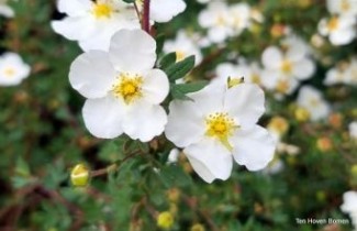 Afbeelding Ganzerik 'Abbotswood' - Potentilla fruticosa 'Abbotswood'