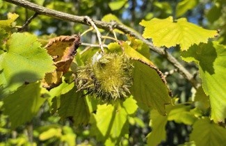 Afbeelding Turkse Hazelaar - Corylus colurna