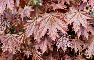 Afbeelding Roodbladige Noorse Esdoorn - Acer platanoides 'Crimson Sentry'