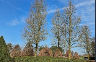 Afbeelding Sierpeer - Pyrus calleryana 'Chanticleer'