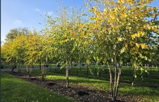 Afbeelding Zwarte Berk - Betula nigra