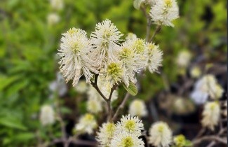Afbeelding Lampepoetserstruik major - Fothergilla major