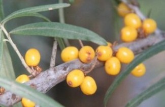 Afbeelding Duindoorn 'Leikora' - Hippophae rhamnoides 'Leikora'