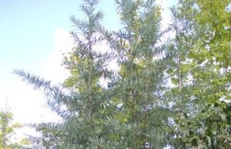 Afbeelding Duindoorn 'Pollmix' - Hippophae rhamnoides 'Pollmix'