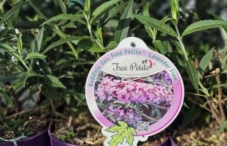 Afbeelding Dwerg Vlinderstruik 'Free Petite Lavender' - Buddleja davidii 'Free Petite Lavender'
