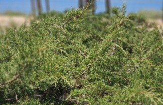 Afbeelding Jeneverbes - Juniperus virginiana