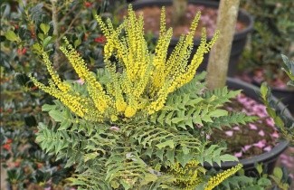 Afbeelding Mahoniestruik 'Winter Sun' - Mahonia media 'Winter Sun'