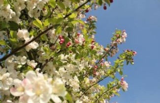 Afbeelding Sierappel 'Evereste' - Malus 'Evereste'