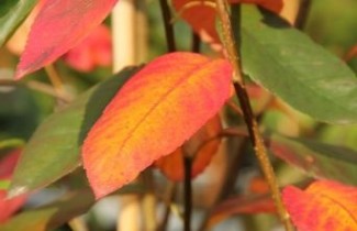 Afbeelding Krentenboompje 'Snowcloud' - Amelanchier 'Snowcloud'