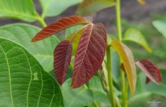 Afbeelding Walnoot 'Cyril' - Juglans regia 'Cyril'