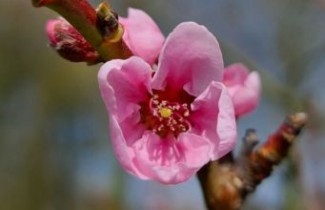 Afbeelding Nectarine 'Madame Blanchet'  - Prunus persica 'Madame Blanchet'