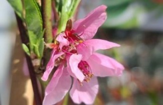 Afbeelding Nectarine 'Madame Blanchet'  - Prunus persica 'Madame Blanchet'
