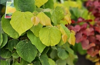 Afbeelding Judasboom 'The Rising Sun' - Cercis can. 'The Rising Sun'