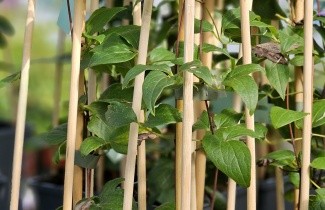 Afbeelding Bosrank 'Broughton Star' - Clematis montana 'Broughton Star'