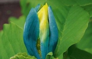 Afbeelding Magnolia 'Blue Opal' - Magnolia acuminata 'Blue Opal'