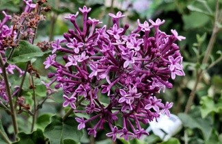 Afbeelding Sering 'Dark Purple' - Syringa vulgaris 'Dark Purple'