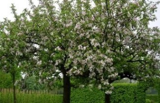 Afbeelding Handappel 'Elstar' - Malus domestica 'Elstar'