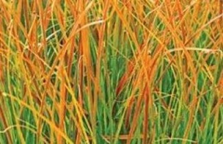 Afbeelding Zegge 'Prairie Fire' - Carex 'Prairie Fire'