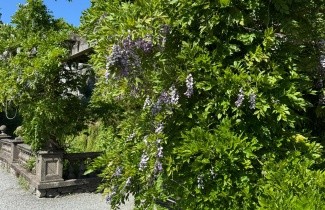Afbeelding Blauwe Regen - Wisteria sinensis