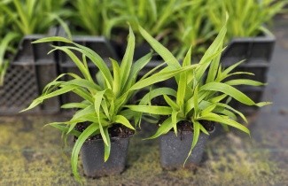 Afbeelding Grote Veldbies - Luzula sylvatica per kist á 24 st.
