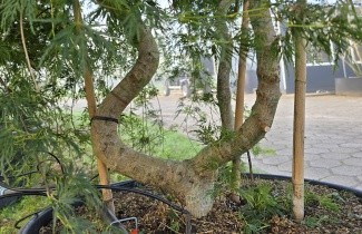 Afbeelding Japanse Esdoorn 'Emerald Lace' - Acer palmatum 'Emerald Lace'