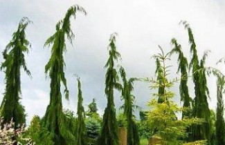 Afbeelding Nootkacipres - Chamaecyparis n. 'Green Arrow'