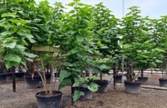Afbeelding Trompetboom - Catalpa bignonioides