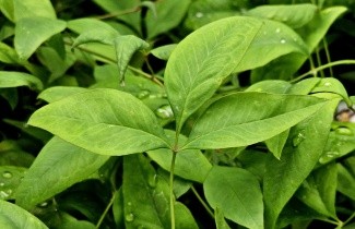 Afbeelding Hemelse bamboe 'Firepower' - Nandina domestica 'Firepower'