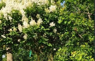 Afbeelding Sering josi. 'Agnes Smith' - Syringa josiflexa 'Agnes Smith'