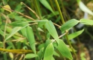Afbeelding Bamboe 'Deep Forest' - Fargesia murieliae 'Deep Forest'