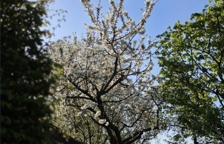 Afbeelding Kers 'Van' - Prunus avium 'Van'