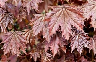 Afbeelding Roodbladige Noorse Esdoorn 'Crimson Sentry' - Acer platanoides 'Crimson Sentry'