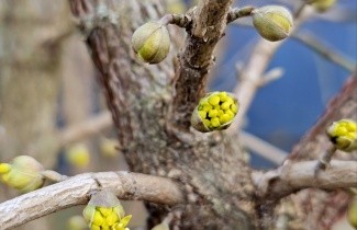 Afbeelding Gele Kornoelje - Cornus mas