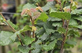 Afbeelding Hazelnoot 'Halle'sche Riesen' - Corylus avellana 'Halle'sche Riesen'