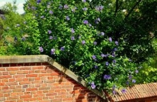 Afbeelding Altheastruik 'Oiseau Bleu' - Hibiscus syriacus 'Oiseau Bleu'